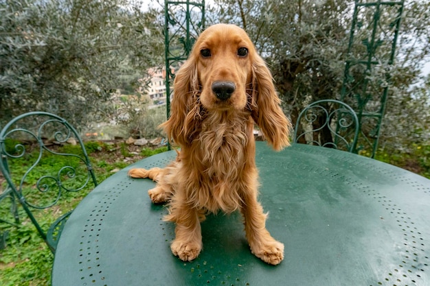 Portrait mignon de cocker de chien de chiot vous regardant dans la cour