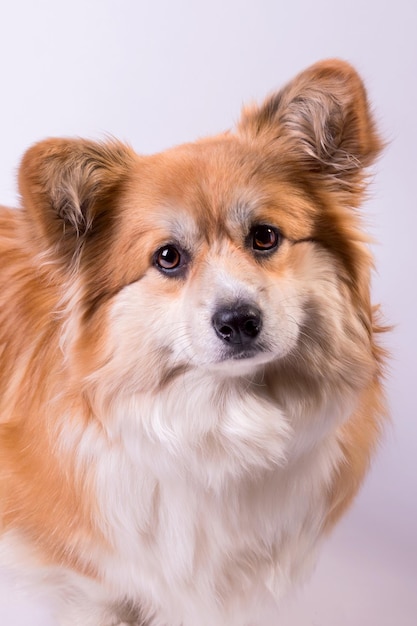 Portrait d'un mignon corgi gallois rouge pembroke sur blanc adorable chien obéissant se ferme