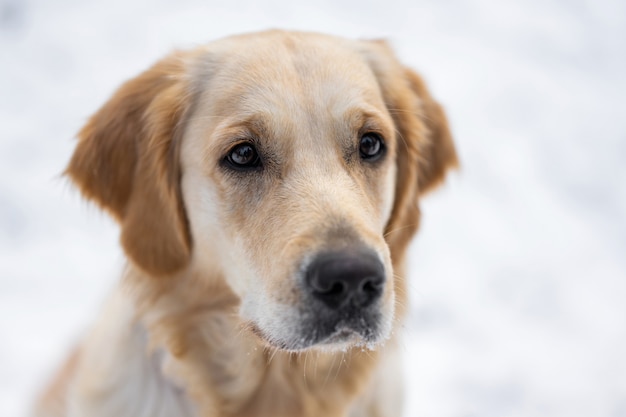 Portrait de mignon jeune chien golden retriever isolé sur fond de neige blanche vue rapprochée de doggy face