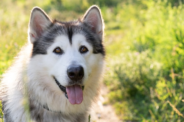 Portrait de mignon malamute d'Alaska sur la nature estivale