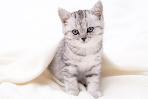 Portrait mignon petit chat chaton scottish fold rayé sur concept blanc adorables animaux chats copyspace