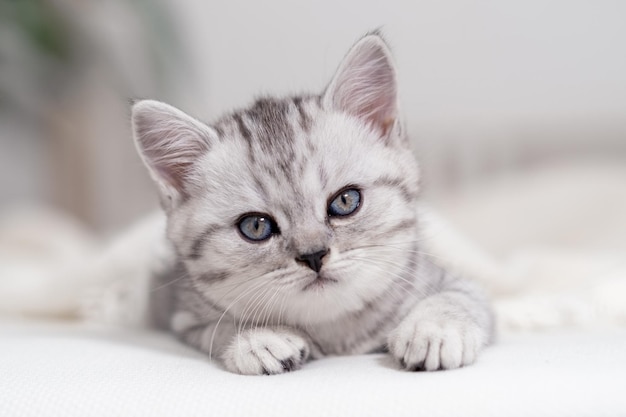 Portrait mignon petit chat rayé Scottish fold chaton à la maison Kitty regardant la caméra sur le lit blanc