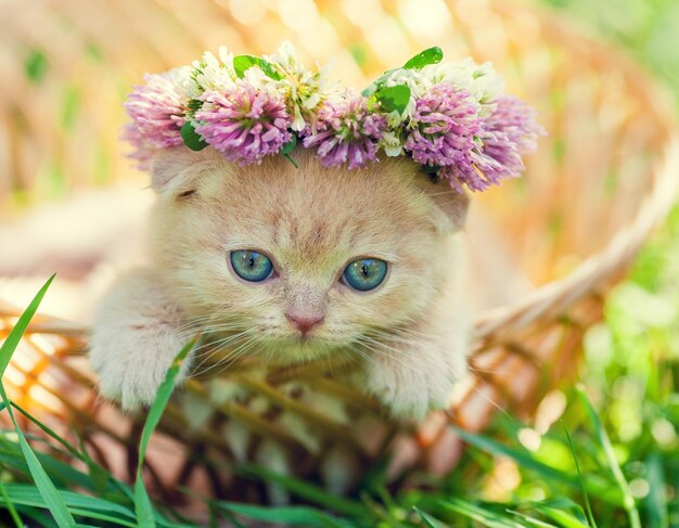 Portrait de mignon petit chaton couronné d'un chapelet de trèfle