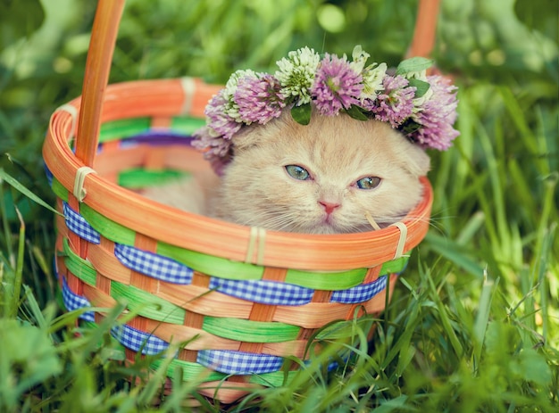 Photo portrait de mignon petit chaton couronné d'un chapelet de trèfle