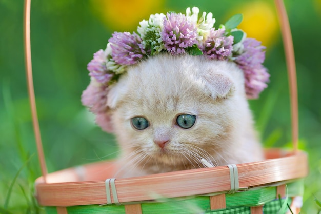 Portrait de mignon petit chaton couronné d'un chapelet de trèfle