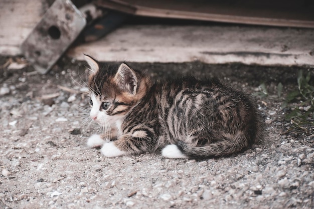 Portrait d'un mignon petit chaton