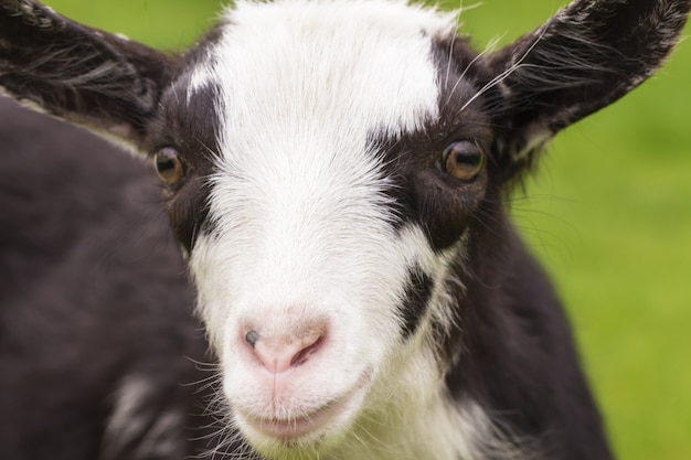 Portrait d'un mignon petit chèvre agrandi.