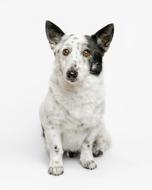 Portrait d'un mignon petit chien noir et blanc assis sur un fond blanc.