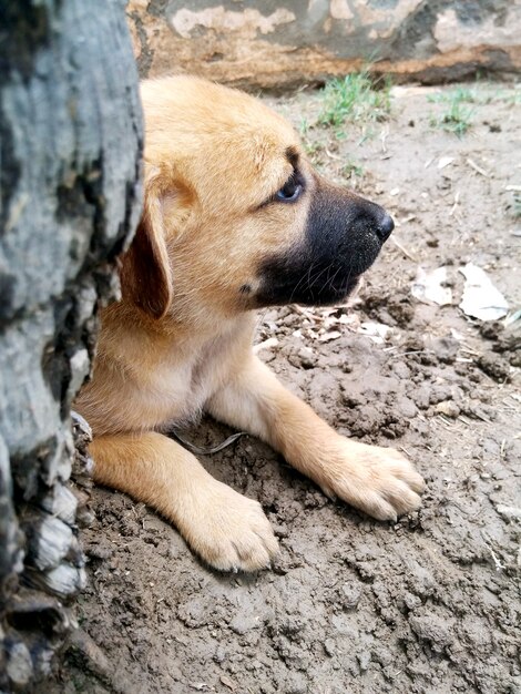 Photo portrait de mignon petit chien