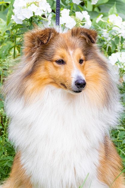 Portrait d'un mignon sheltie rouge