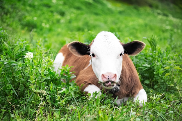 Portrait de mignon veau de vache, couché sur l'herbe verte dans le pré et manger. Regardant la caméra.