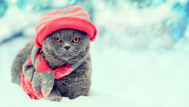 Portrait à la mode d'un chat portant un chapeau et une écharpe de tricot en hiver enneigé