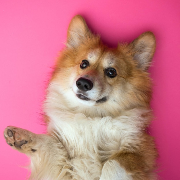 Portrait moelleux Corgi