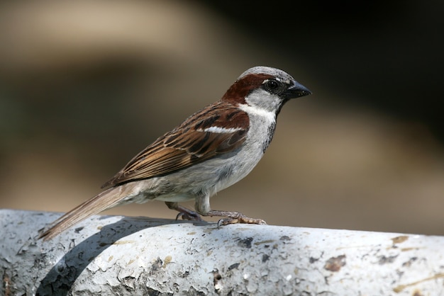 Portrait d'un moineau assis