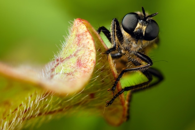 Portrait de mouche avec de grands yeux noirs sur fond vert