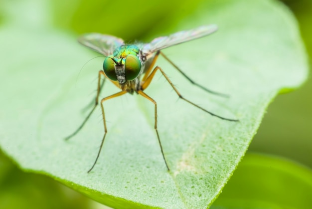 Portrait de mouche super macro