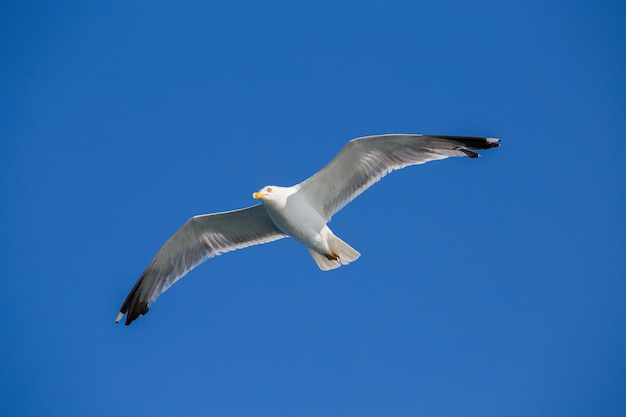 Portrait d'une mouette au-dessus de la mer devant Istanbul Turquie