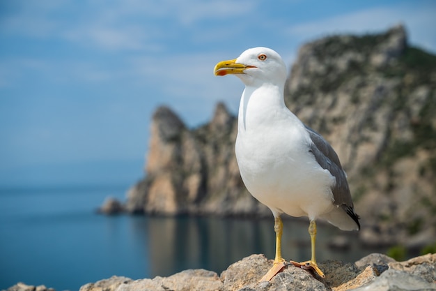 Portrait de mouette contre le bord de mer. Vue rapprochée de mouette oiseau blanc assis au bord de la plage. Mouette sauvage avec fond bleu naturel.