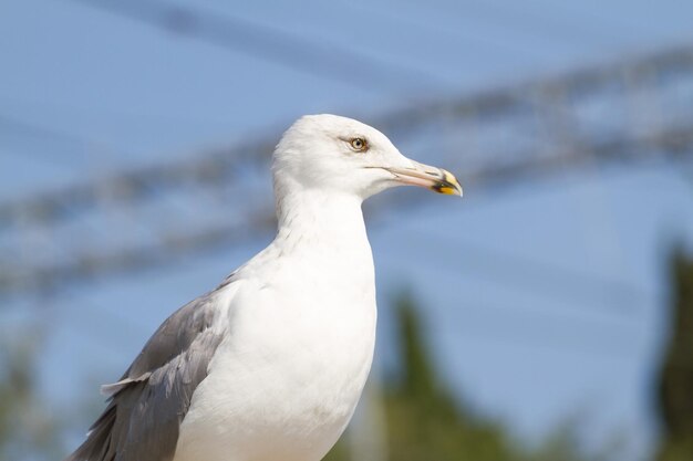 Portrait de mouette sur fond de ciel bleu