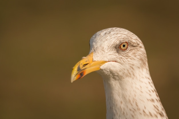 Portrait, mouette, jaune, sommet