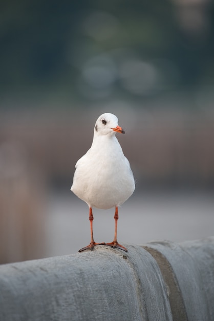 Portrait de mouette mignon