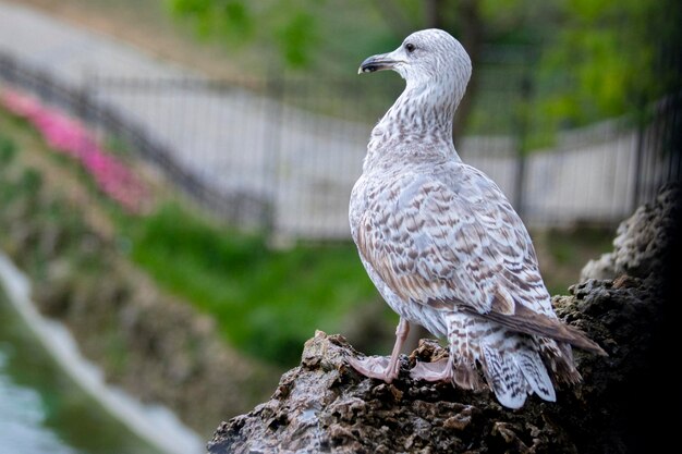 Portrait de mouette, vie citadine et oiseaux