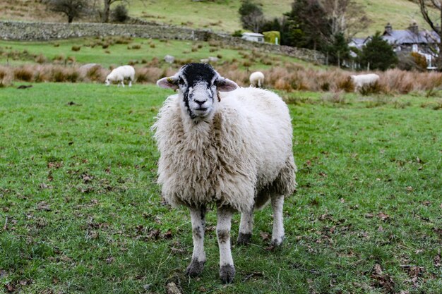 Photo portrait d'un mouton debout dans un champ