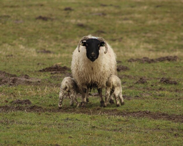 Photo portrait d'un mouton debout dans le champ