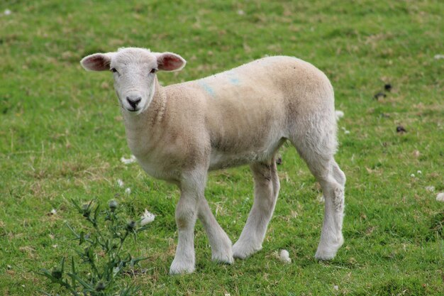 Photo portrait d'un mouton debout dans le champ