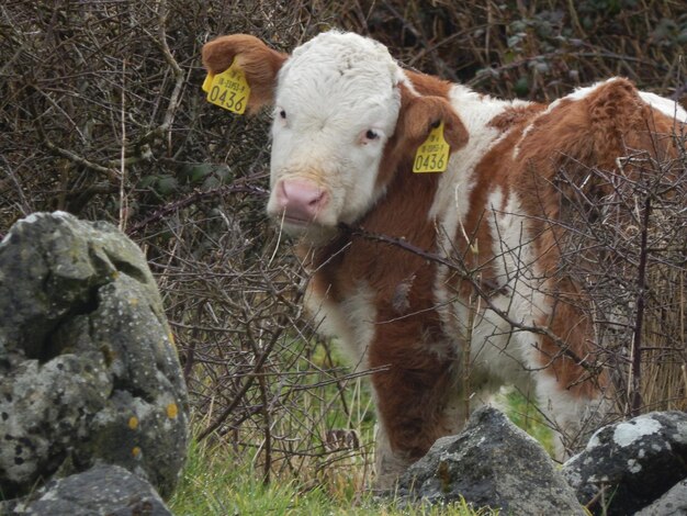 Photo portrait d'un mouton