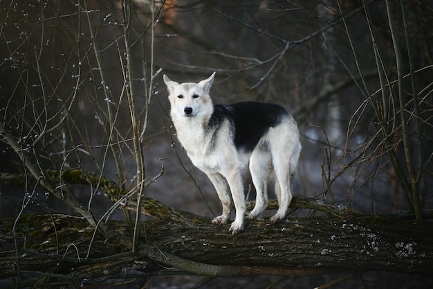 Photo portrait d'un mouton