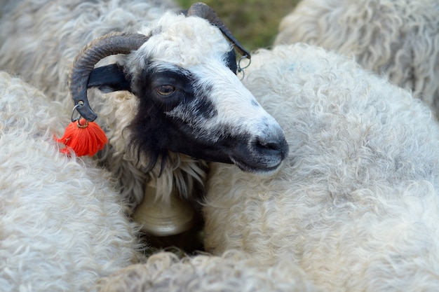 Portrait d'un mouton