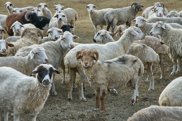 Portrait de mouton