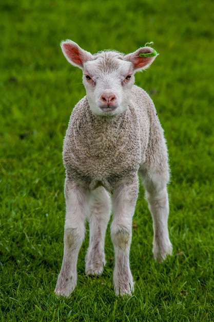 Photo portrait de moutons sur un champ herbeux