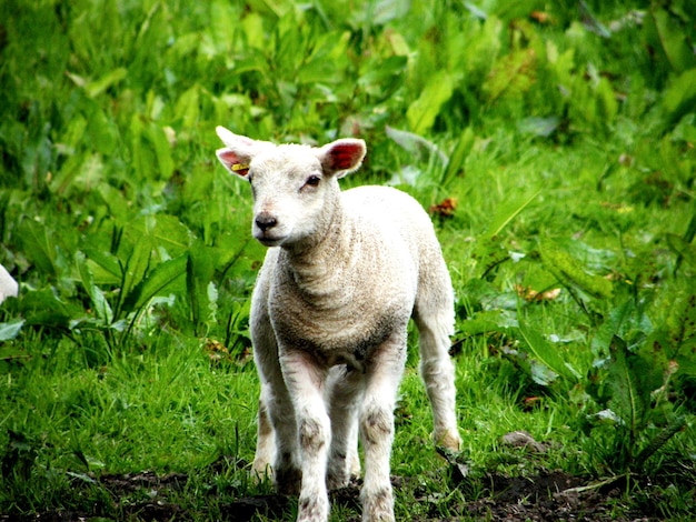 Portrait de moutons sur le champ