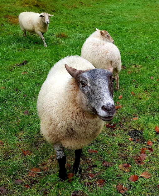 Photo portrait de moutons sur le champ