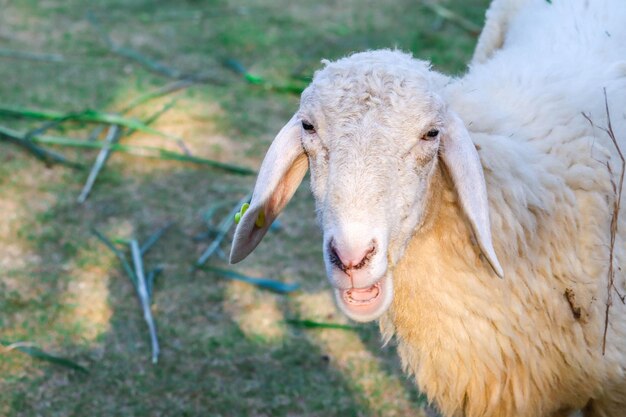 Photo portrait de moutons dans un champ