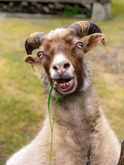 Photo portrait de moutons drôles sur le champ