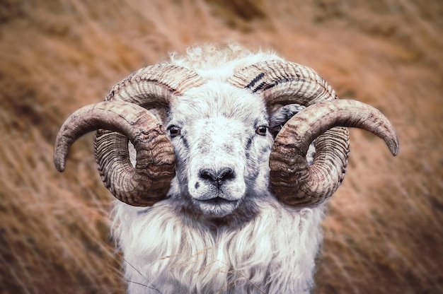 Portrait de moutons en gros plan