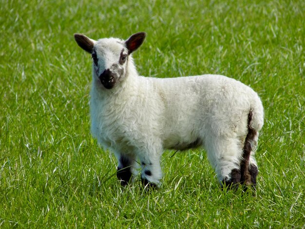 Photo portrait de moutons sur l'herbe