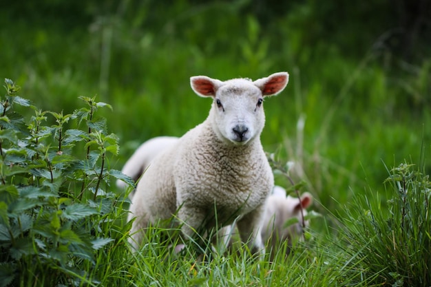 Photo portrait de moutons sur l'herbe