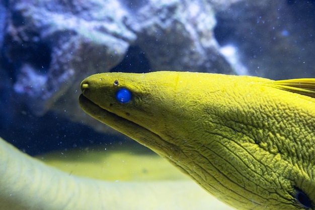 Un portrait de murène tropicale sous l'eau