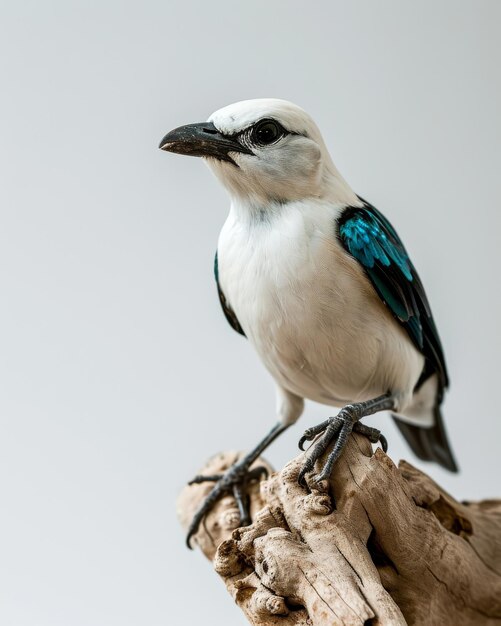 Portrait mystique de Bali Starling debout dans l'espace de copie du studio pour le texte sur fond blanc