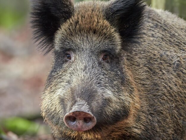 Photo portrait d'un œil en gros plan