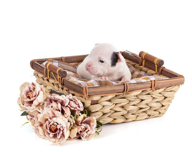 Portrait of american bully chiot âgé de 3 semaines dans un panier en osier sur fond blanc