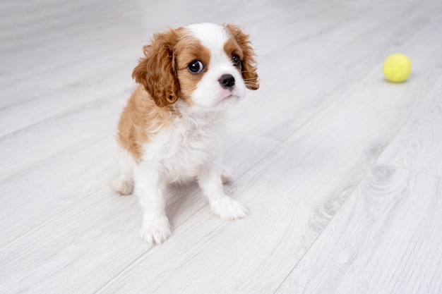 portrait of cute Blenheim King Charles Spaniel dog puppy in a indoor home setting with space