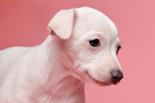 Portrait of cute Italian Greyhound chiot isolé sur fond rose studio Petit chien beagle blanc beige colorxA