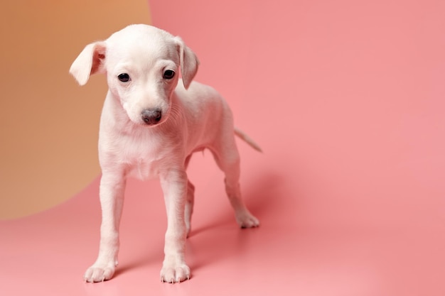 Portrait of cute Italian Greyhound chiot isolé sur fond de studio orange rose Petit chien beagle blanc beige colorxA