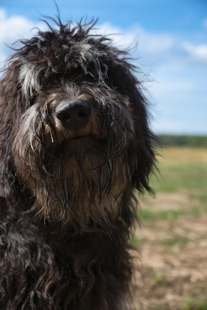 Portrait of a Goldendoodle dog Fluffy curly long black brown light coat Dog