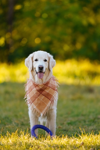 Photo portrait of happy golden retriever en bandana à carreaux ou écharpe avec jouet anneau